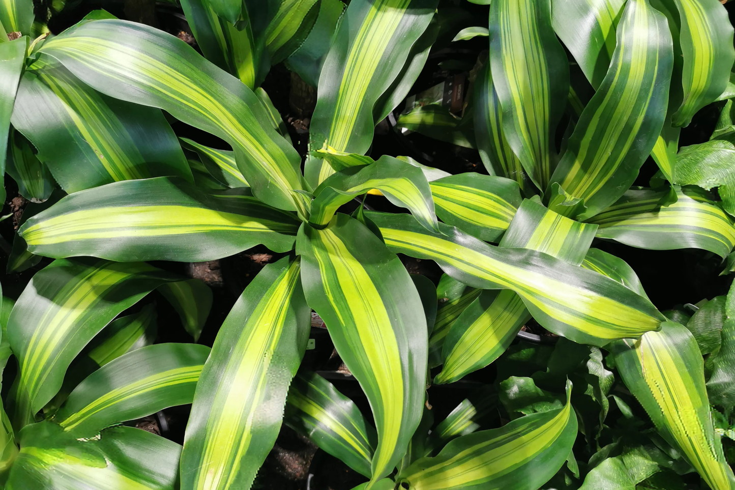 Corn Plant Cutting (Dracaena fragrans) 6’ | Tropical Indoor Houseplant Easy Care & Air-Purifying