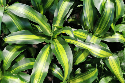 Corn Plant Cutting (Dracaena fragrans) 6’ | Tropical Indoor Houseplant Easy Care & Air-Purifying