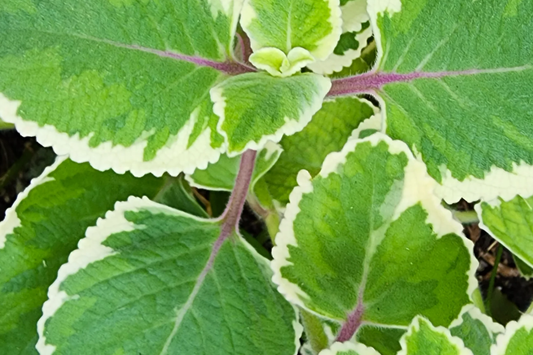 Variegated Indian Borage (Coleus amboinicus) Starter Plant | Tropical Herb 1′-2′ Tall Aromatic Foliage | Easy Care
