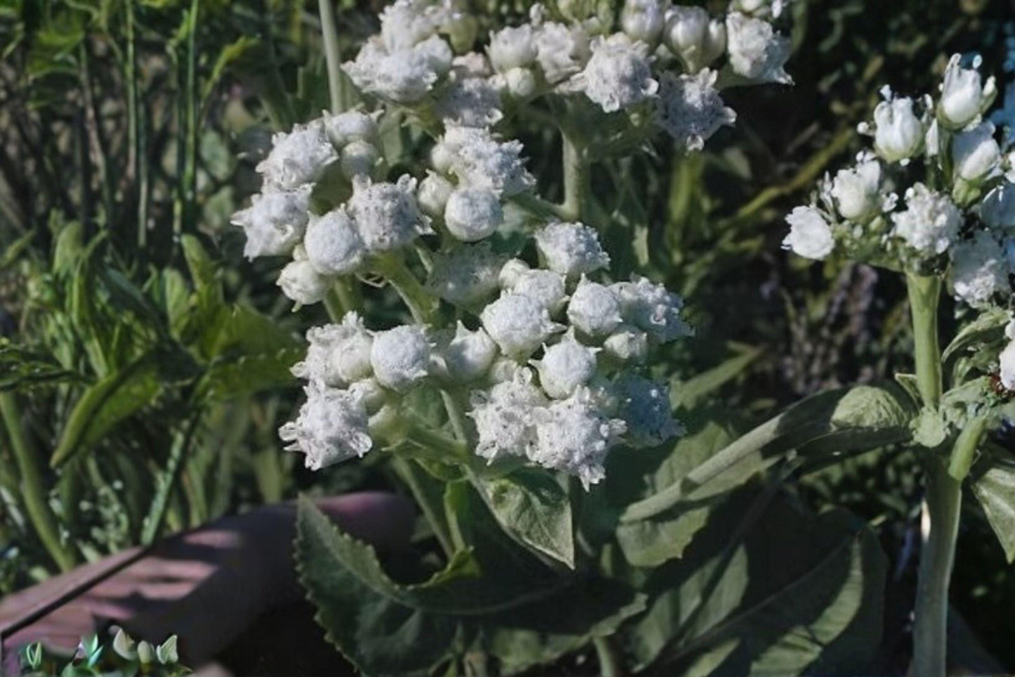 25 Wild Quinine Seeds – Parthenium integrifolium – Native Wildflower – Pollinator Plant – Prairie Perennial