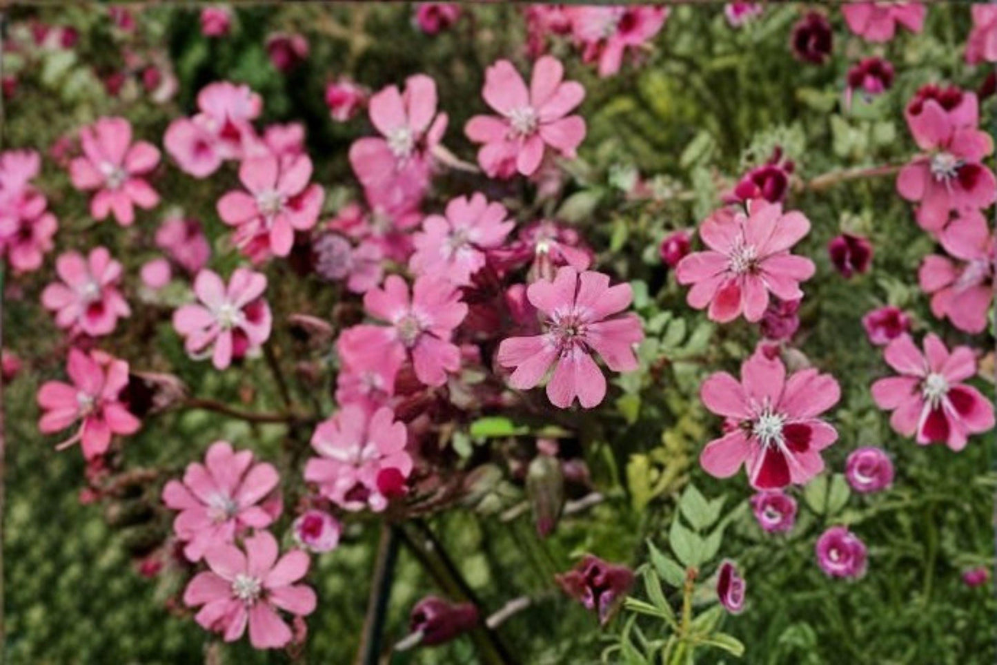 100 Nodding Catchfly Seeds – Silene pendula – Pink Annual Flower – Cottage Garden Plant