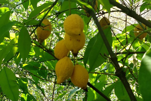Bumpy Lemon (Garcinia madruno) Starter Plant | Tropical Fruit Tree Unique Citrus Flavor | 12’-24’ Tall