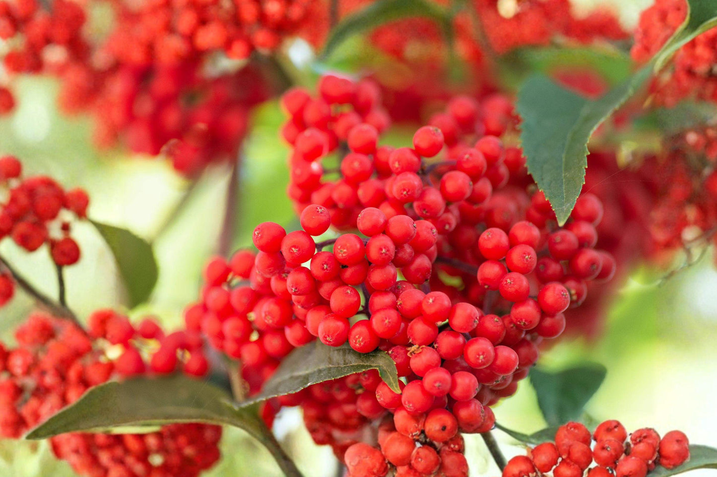 30 Red Elderberry Seeds – Sambucus racemosa – Hardy Wildlife Berry Shrub