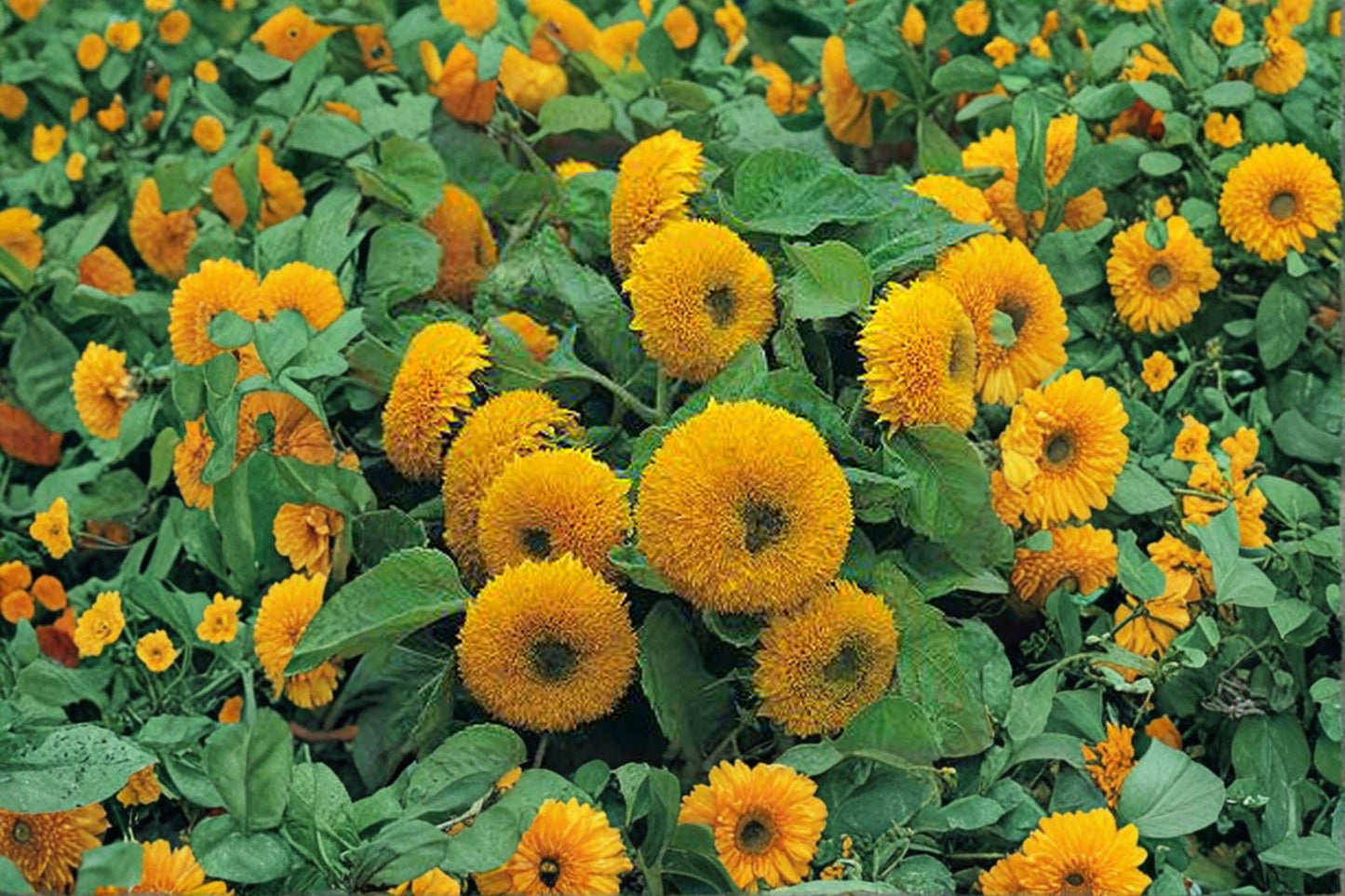 Teddy Bear Sunflower Seeds: Dwarf Sungold Double Bloom - 1 gram