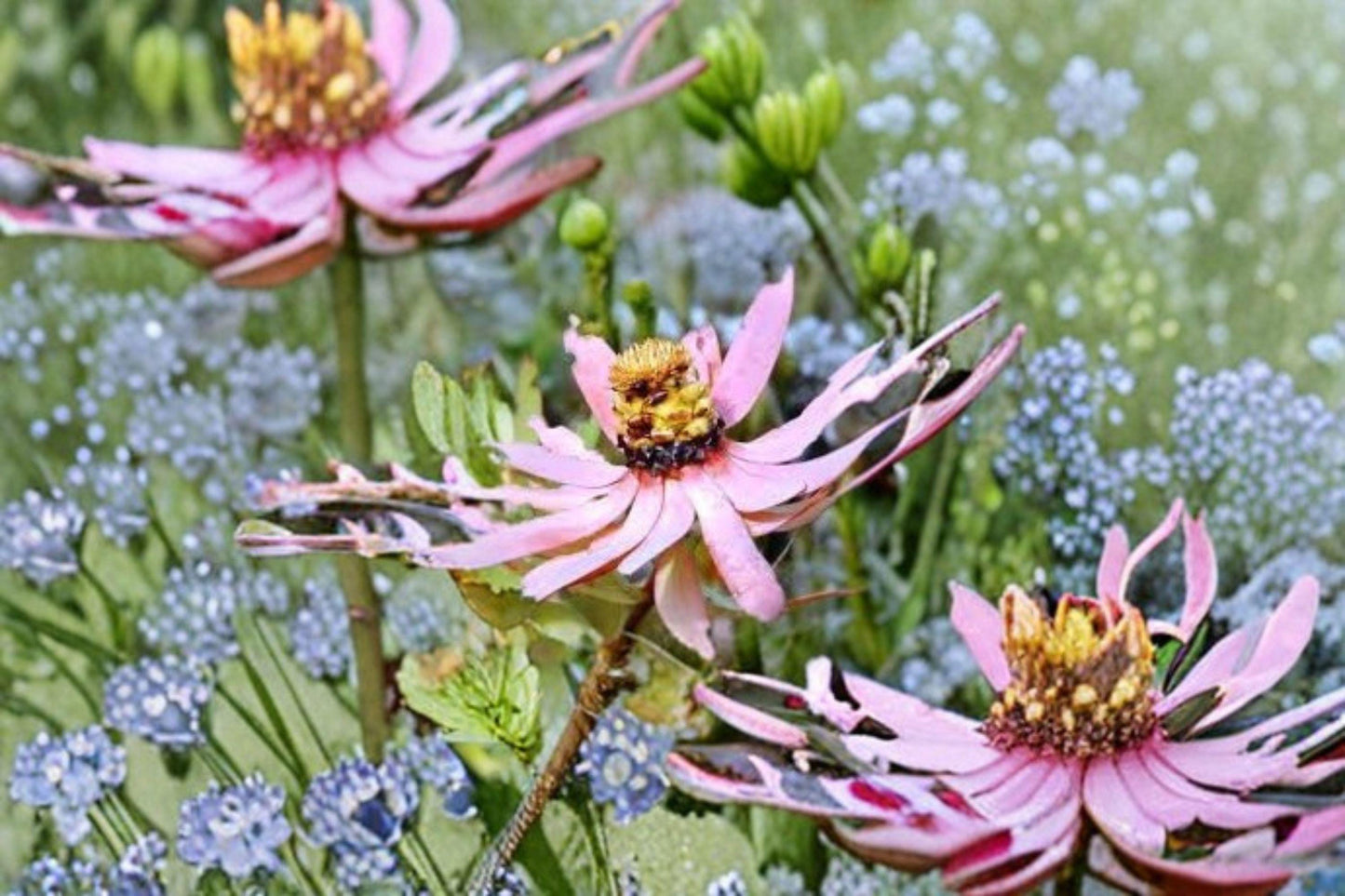 5 Leucadendron tinctum Seeds – Rare South African Shrub – Exotic Flowering Plant – Collector Seeds