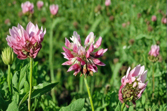 100 Alsike Clover Seeds – Trifolium hybridum – Pollinator Plant – Cover Crop – Nitrogen Fixer