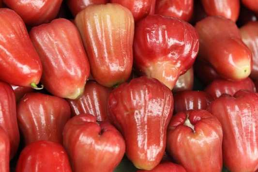 1 Starter Plant Red Wax Jambu Tree (Syzygium jambos) Live Fruit Tree 12’-24’