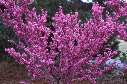 10 Seeds Cercis Chinensis, Chinese Redbud Tree, Stunning Pink Blooms, Hardy Ornamental Tree