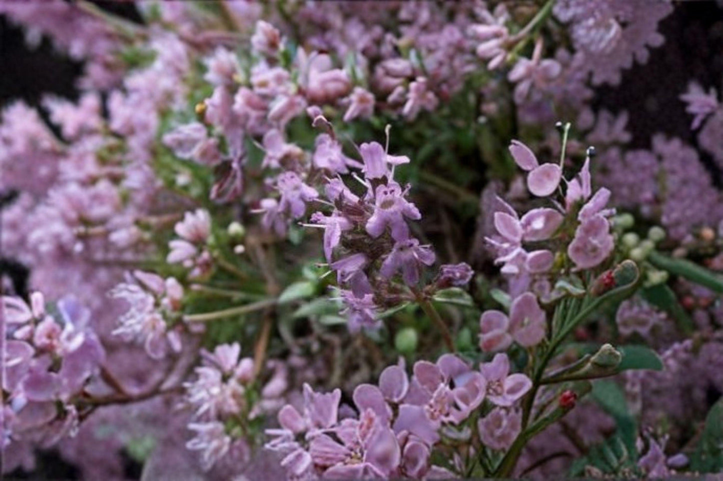 100 Creeping Thyme Seeds – Thymus serpyllum – Groundcover Herb – Pollinator Plant – Lawn Alternative
