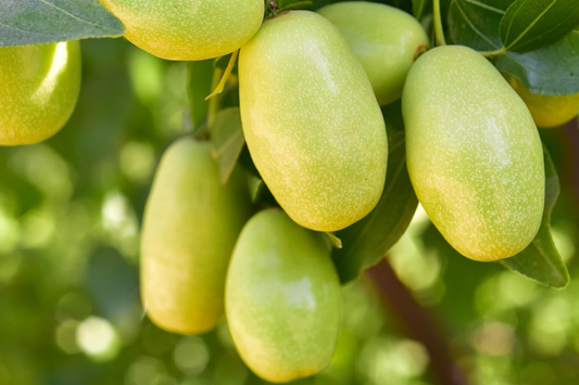 Jojoba Seeds 5pcs | Simmondsia chinensis | Drought-Tolerant Shrub, Oil-Rich Seeds, Ornamental Plant, Hardy Desert Non-GMO Seeds