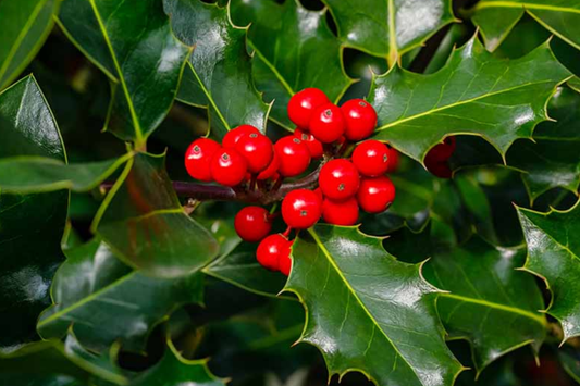 10 Seeds Ilex Aquifolium, English Holly, Evergreen Shrub with Red Berries