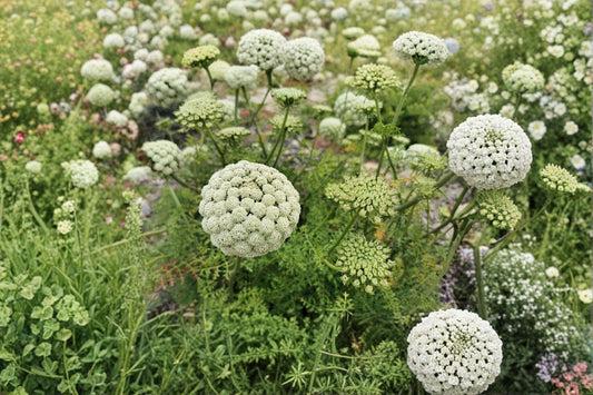 100 Bishops Flower Seeds – Ammi majus – False Queen Annes Lace – Cut Flower – Cottage Garden