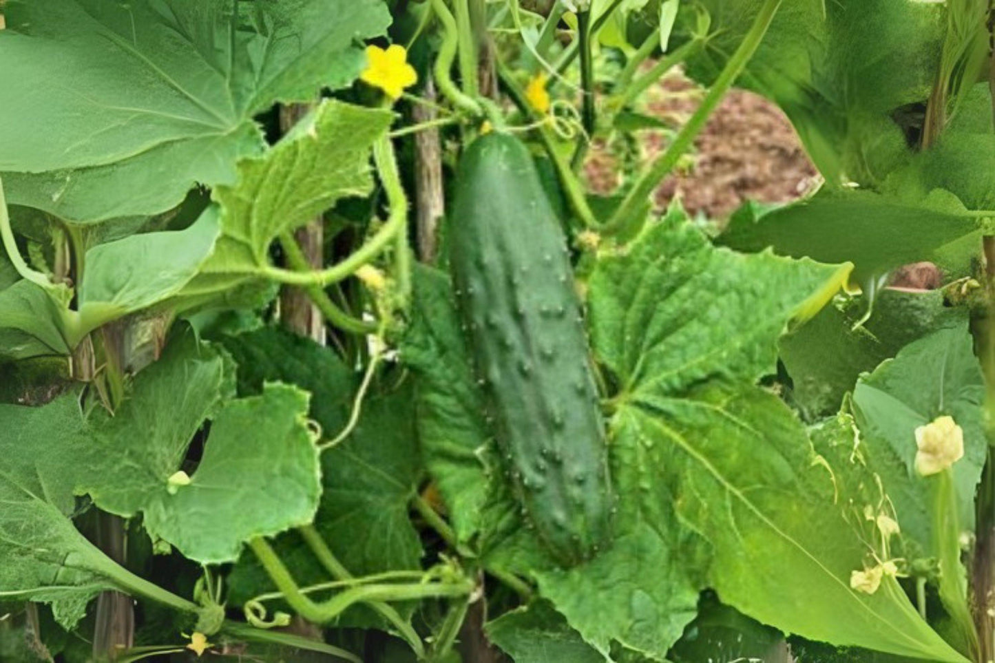 Spacemaster 80 Cucumber Seeds: Compact Bush Variety for Containers (35 Seeds)