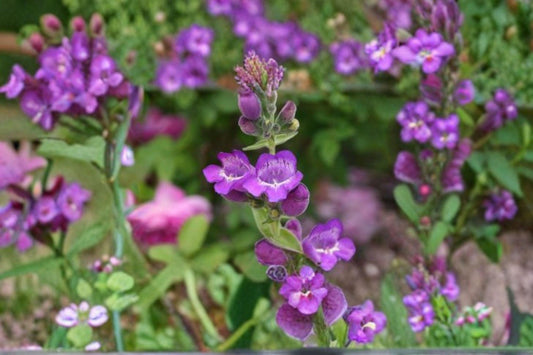 100 mg Penstemon secundiflorus Seeds – Sidebells Beardtongue Wildflower for Native & Pollinator Gardens