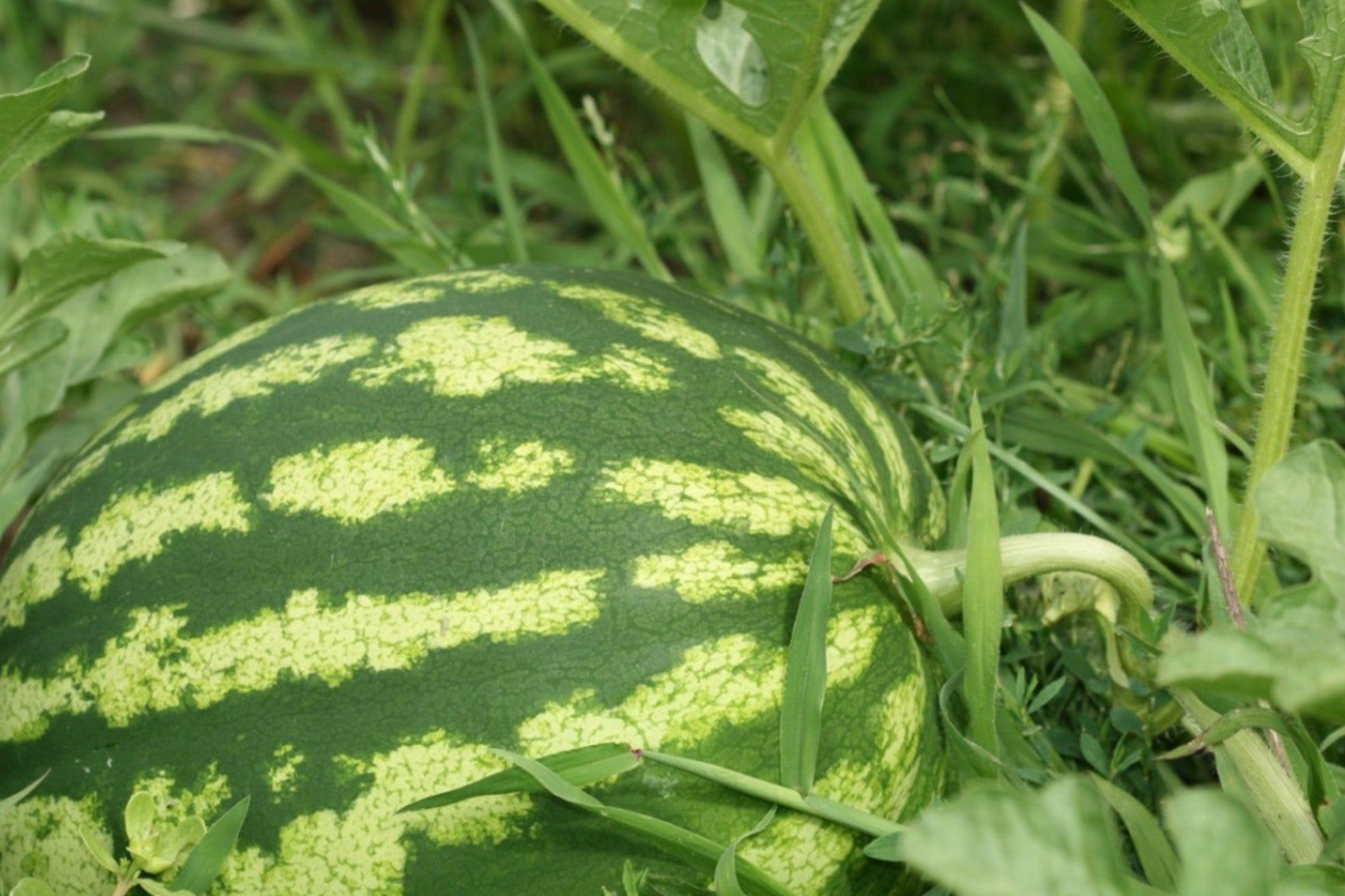 5 Seeds Carolina Cross Watermelon (Citrullus lanatus) - Giant Sweet Watermelon Variety