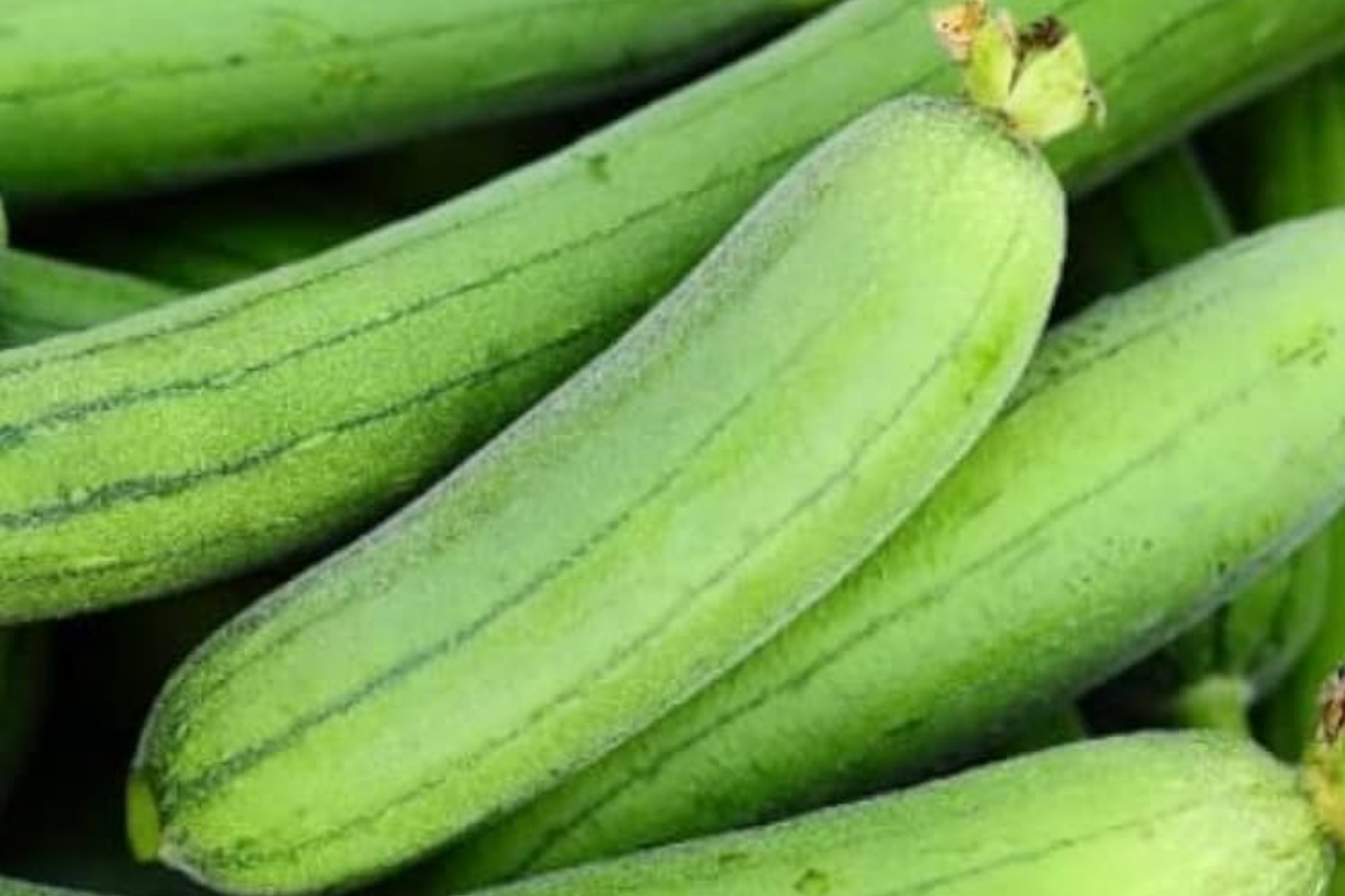 20pcs Ridged Sponge Gourd Seeds - Easy-Grow Heirloom Vegetable for Trellis or Garden - Delicious Edible Luffa Gourd Variety