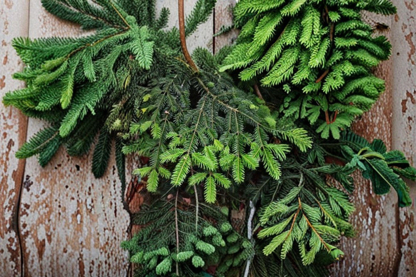 10 European Silver Fir Seeds – Abies Alba Christmas Tree