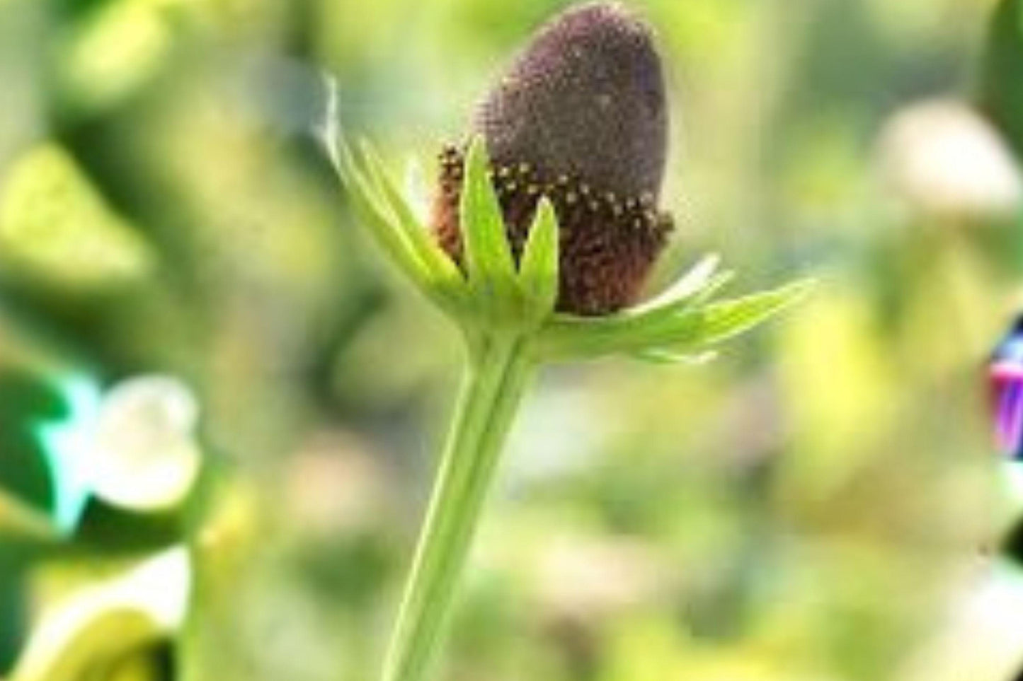 75 Western Coneflower Seeds – Rudbeckia occidentalis – Native Wildflower – Pollinator Plant – Unique Perennial