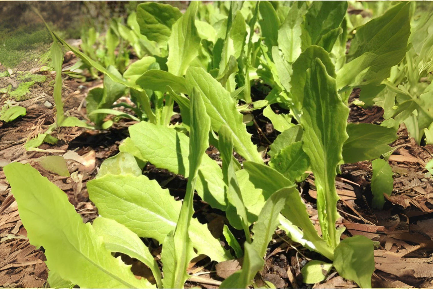 Asparagus Lettuce Yu Mai Seeds: Heirloom Asian Greens - 200 Seeds