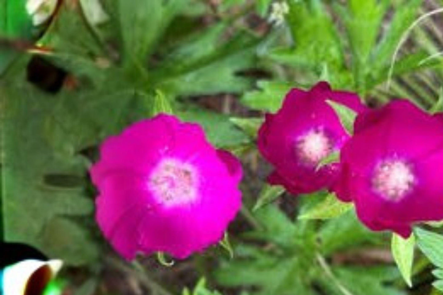 10 Seeds for Planting Callirhoe involucrata – Purple Poppy Mallow, Native Groundcover Wildflower
