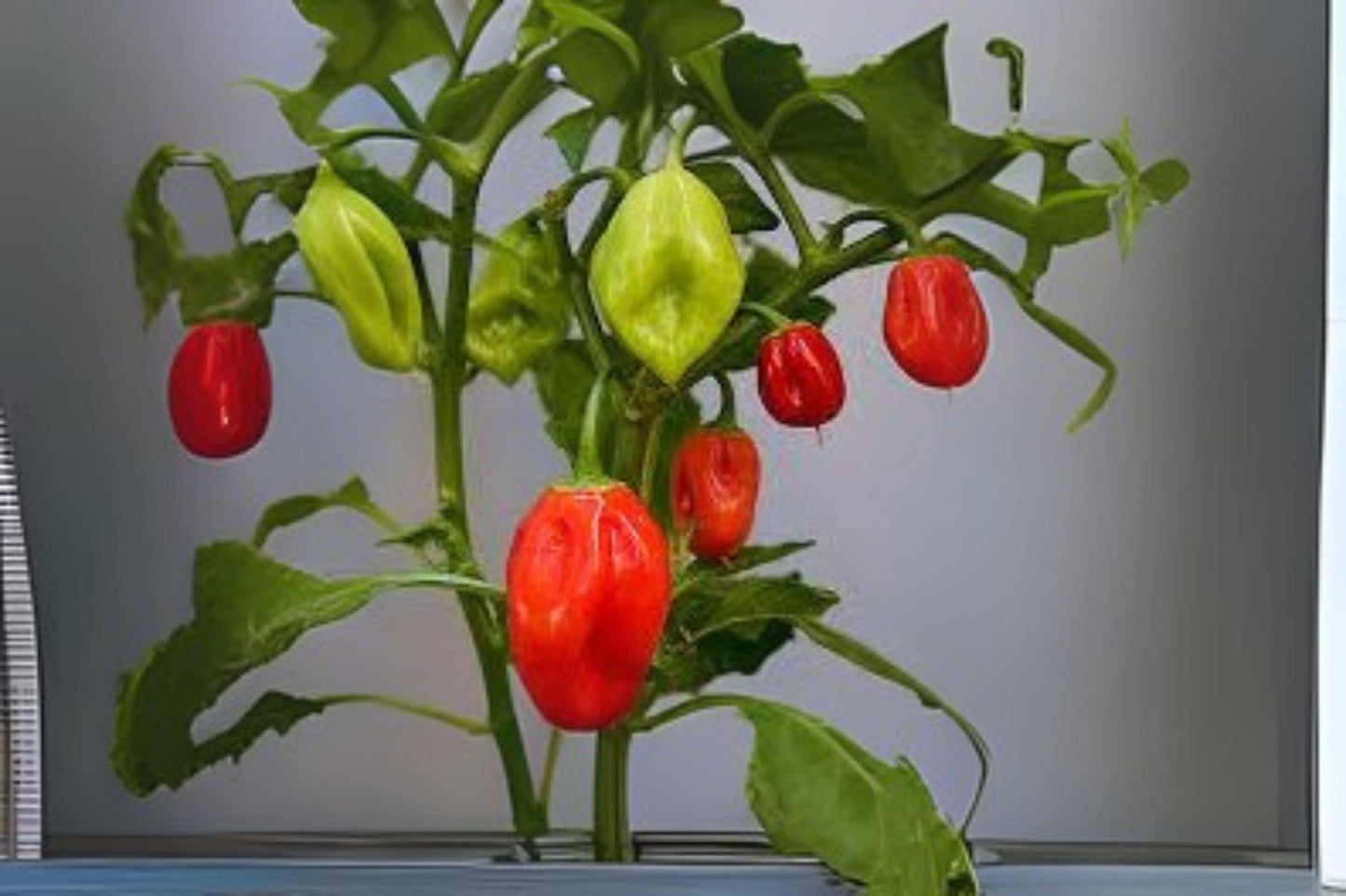 Caribbean Red Habanero Seeds: Extra Hot Heirloom Pepper (250mg)