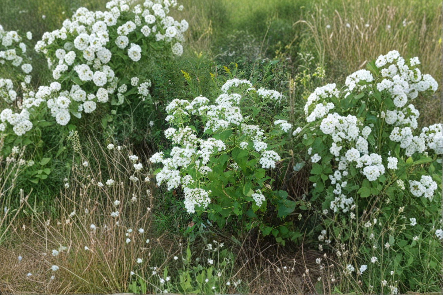 500 Seeds for Planting Ageratina altissima – White Snakeroot, Native Woodland Wildflower