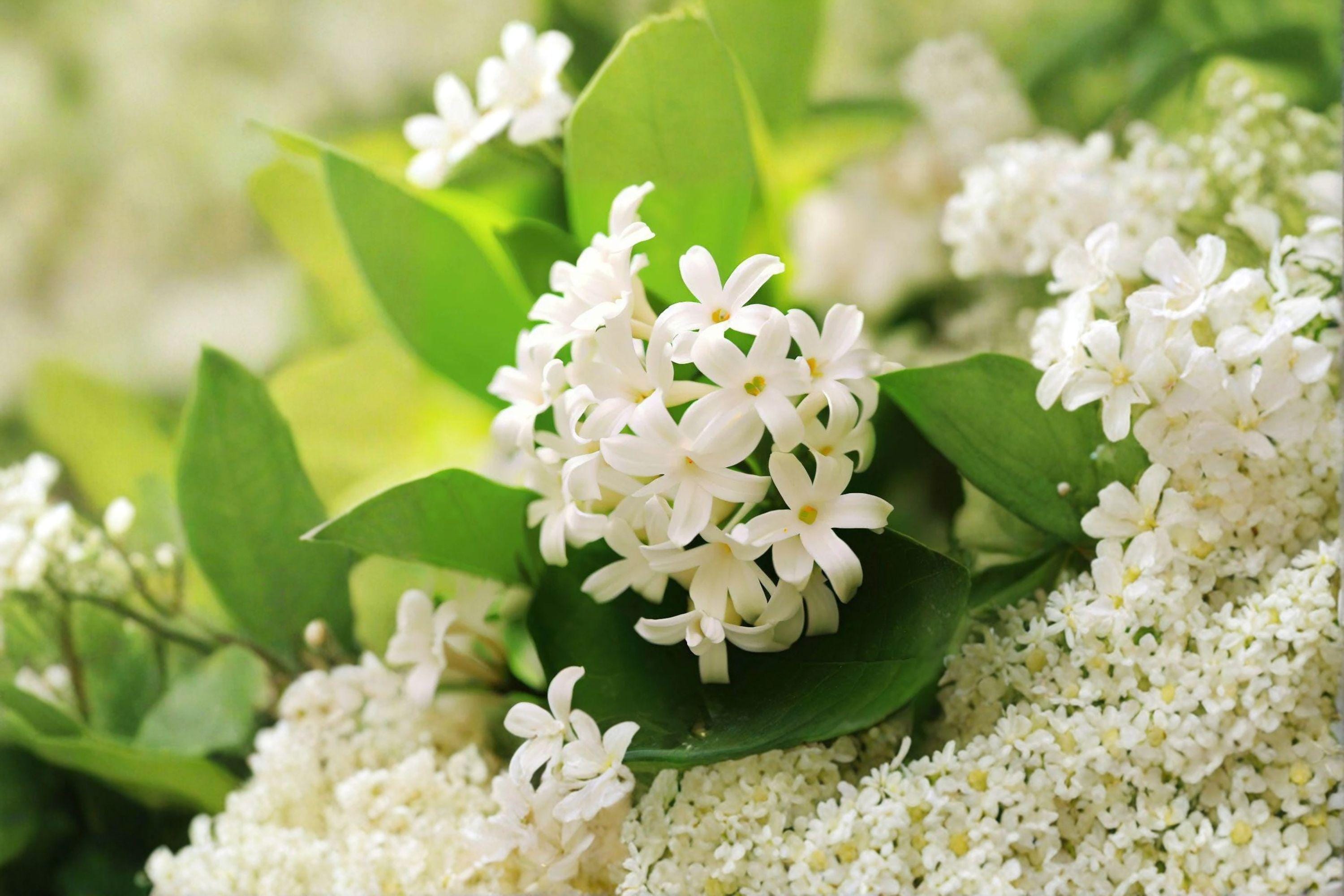 10 Japanese Tree Lilac Seeds – Syringa amurensis japonica – Fragrant F ...