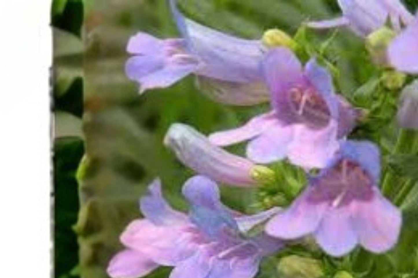 100 mg Penstemon cyanocaulis Seeds – Blue Penstemon Wildflower for Pollinator and Native Garden Planting