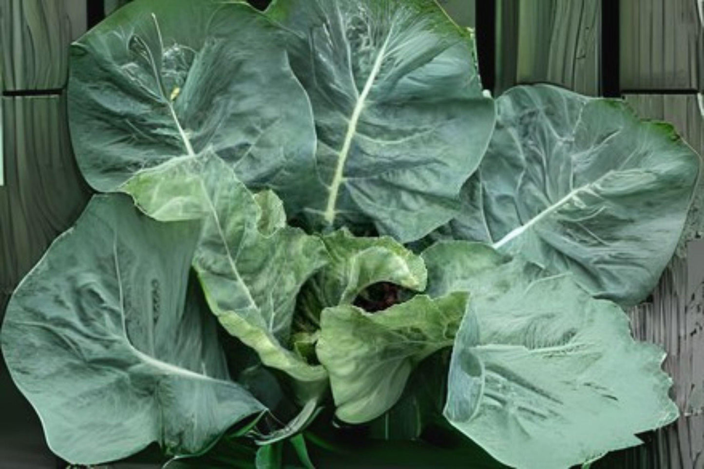 300 Collards Champion Seeds – Heirloom Variety, Large Tender Leaves, Heat & Cold Tolerant Greens