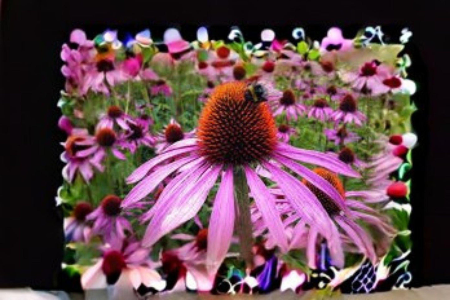 100 Seeds Echinacea purpurea — Purple Coneflower, Perennial Wildflower for Pollinator & Native Gardens
