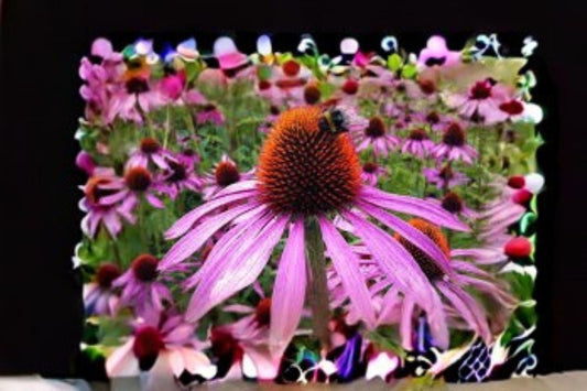 100 Seeds Echinacea purpurea — Purple Coneflower, Perennial Wildflower for Pollinator & Native Gardens