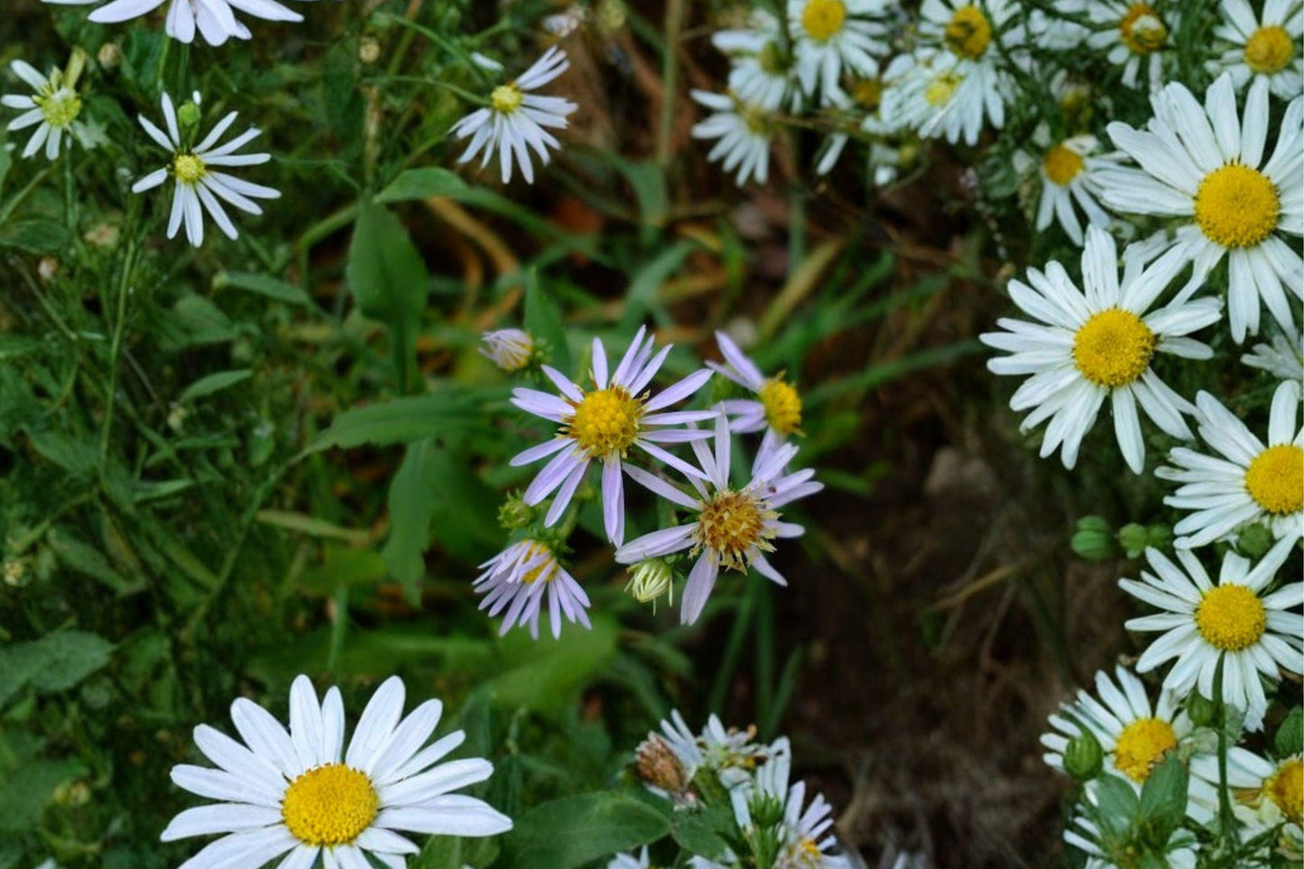 100 Crooked Stem Aster Seeds – Symphyotrichum prenanthoides – Native Wildflower