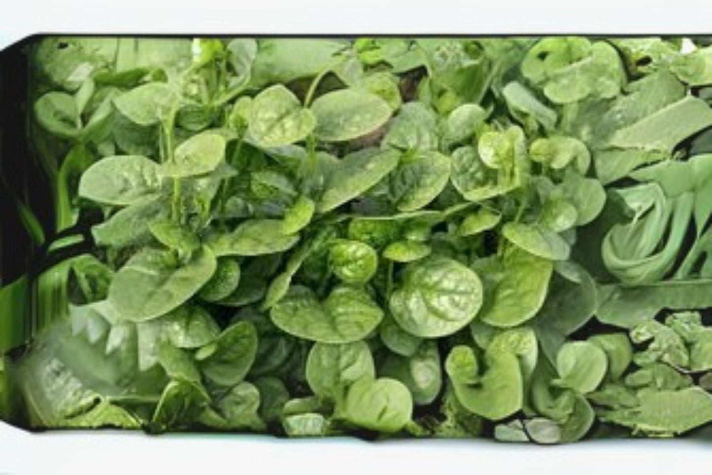 500mg Seeds Malabar Spinach Green Vines Supreme | Heat-Loving Climbing Leafy Green for Home Garden