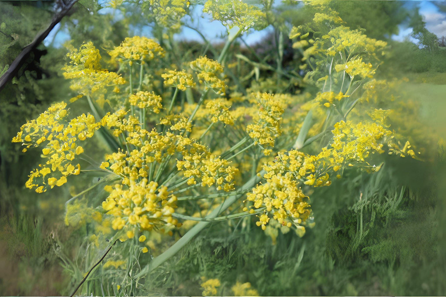 700 Dill Bouquet Seeds: Aromatic Herb for Cooking & Pickling
