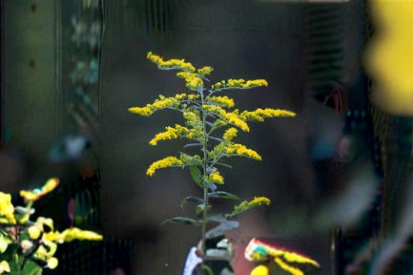 100 Elmleaf Goldenrod Seeds – Solidago ulmifolia – Native Wildflower – Pollinator Plant – Fall Blooms
