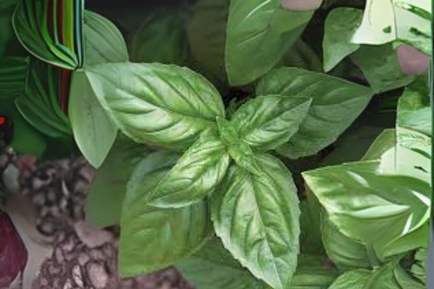 700 Genovese Basil Seeds: Italian Heirloom Herb for Cooking & Pesto
