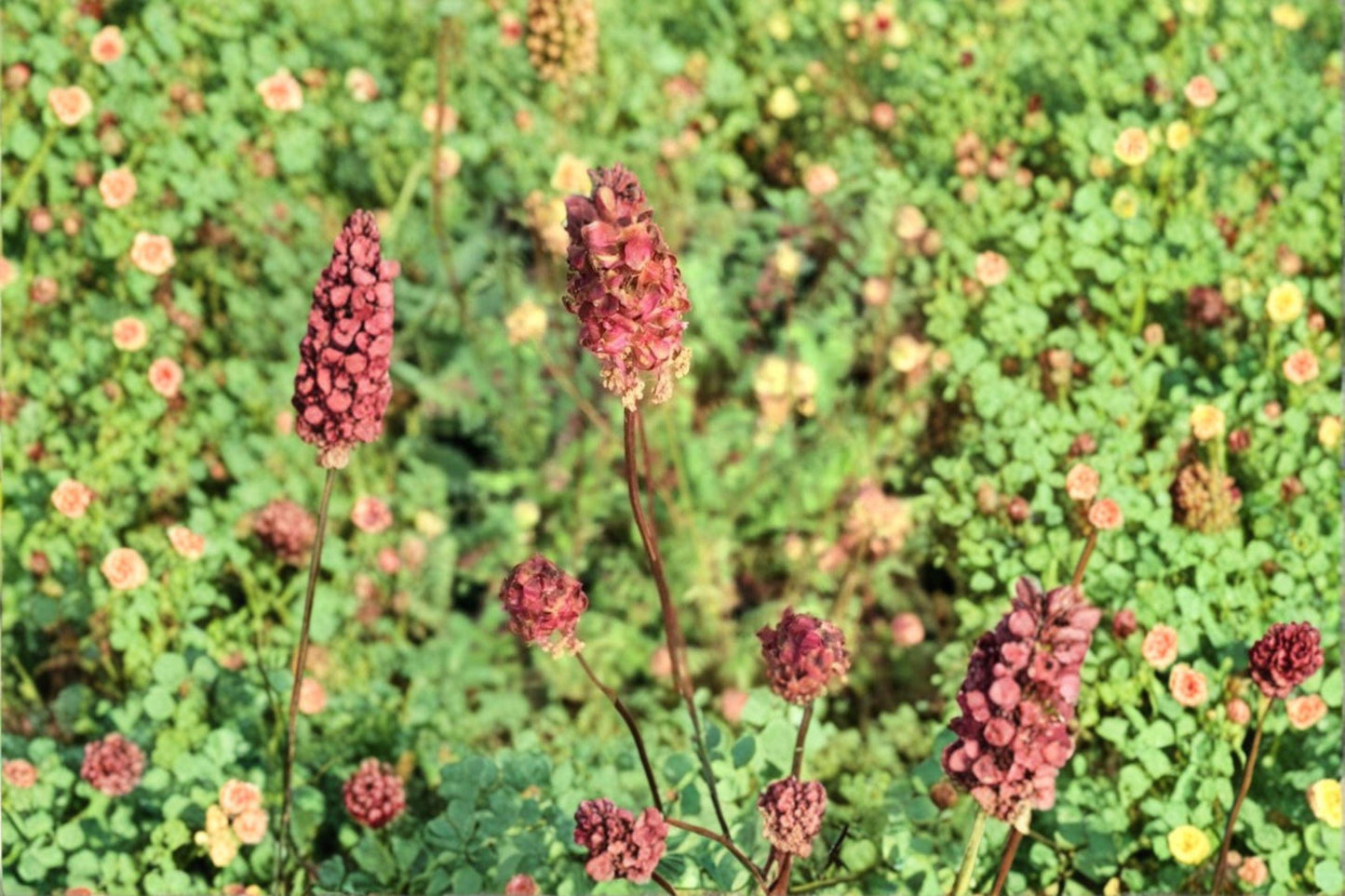 100 Small Burnet Seeds – Sanguisorba minor – Edible Perennial Herb – Pollinator Plant