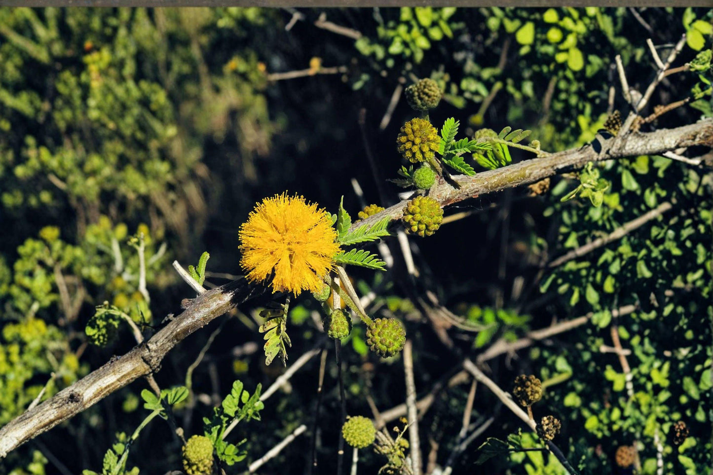 5 Acacia nilotica Seeds - Gum Arabic Tree, Medicinal Drought Tolerant Plant