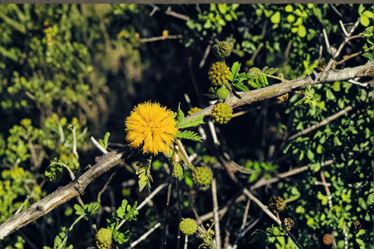 5 Acacia nilotica Seeds - Gum Arabic Tree, Medicinal Drought Tolerant Plant