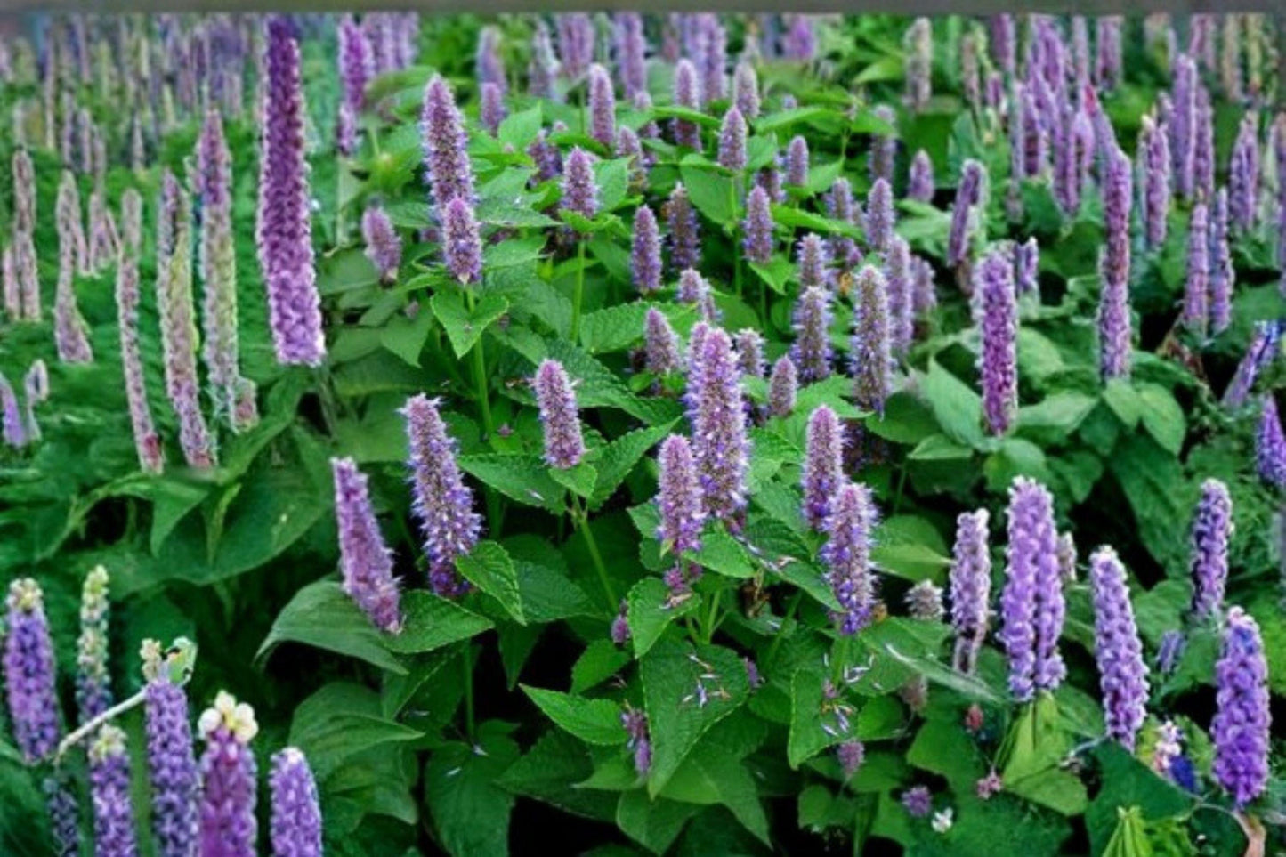 100 Anise Hyssop Seeds – Agastache foeniculum – Native Pollinator Plant – Blue Giant Hyssop