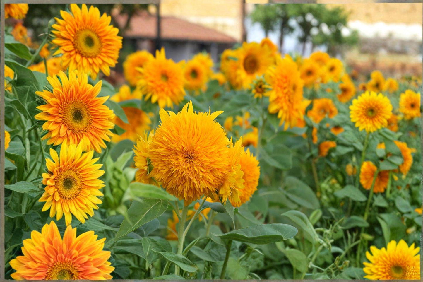 Teddy Bear Sunflower Seeds: Dwarf Sungold Double Bloom - 1 gram