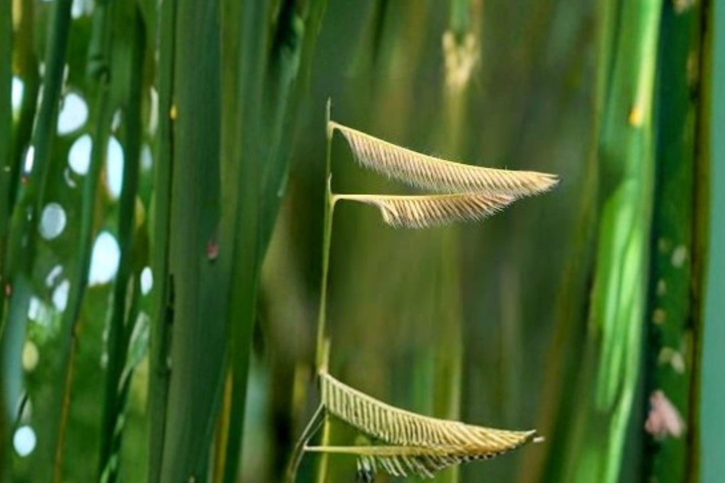 100 Blue Grama Grass Seeds – Bouteloua gracilis – Native Prairie Grass – Drought Tolerant – Lawn Alternative