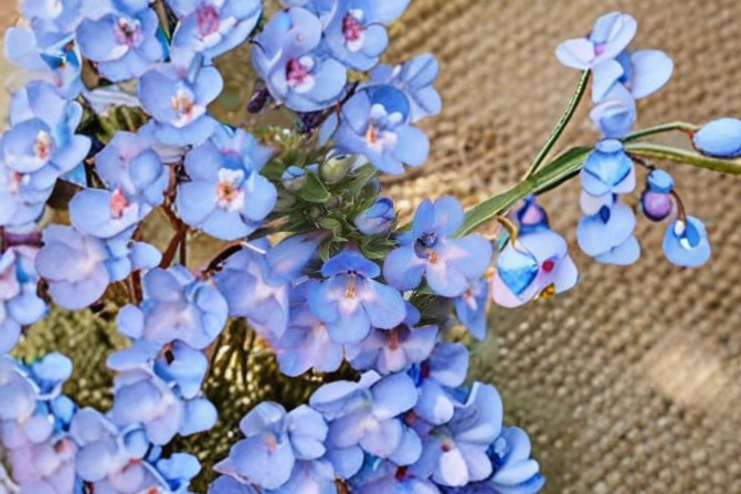 100 mg Penstemon angustifolius Seeds – Narrowleaf Blue Penstemon Wildflower for Pollinator & Native Gardens