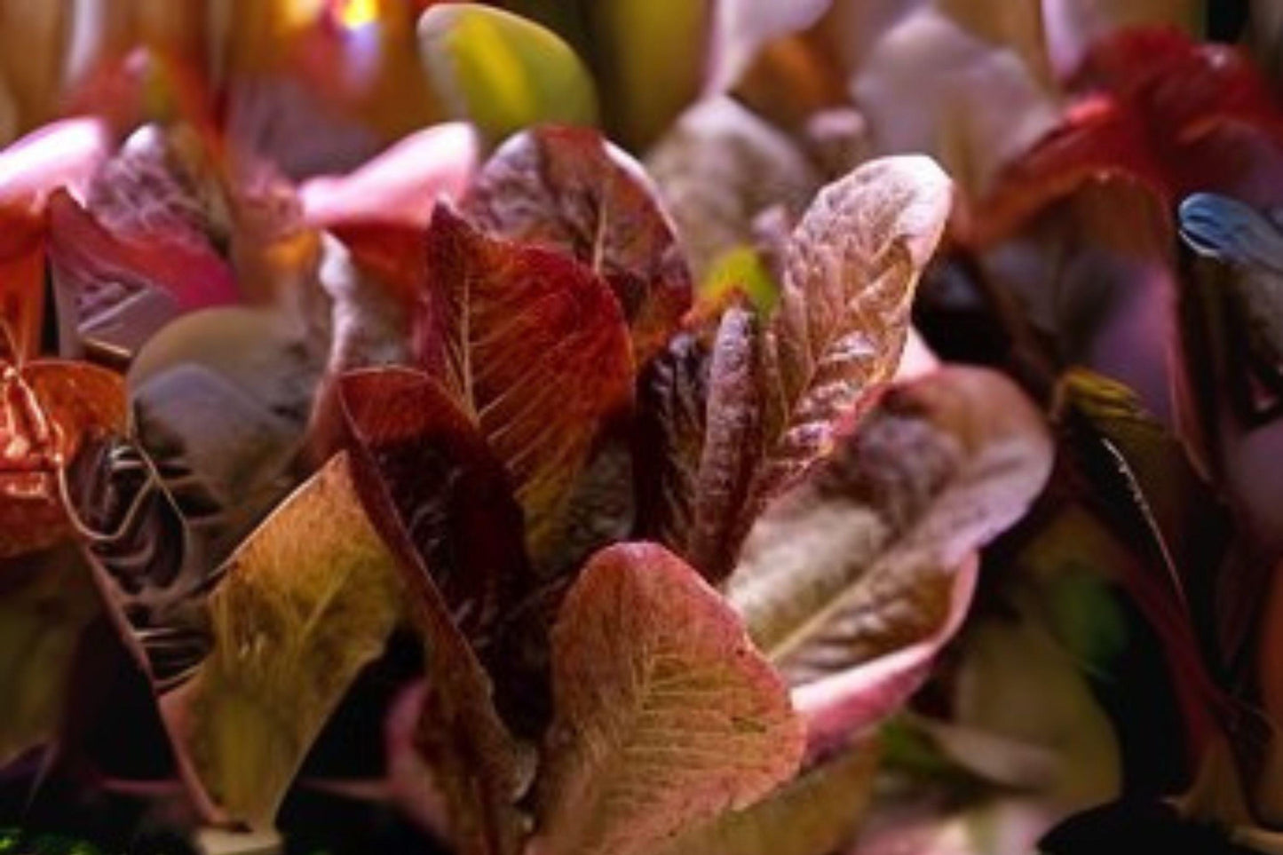 700 Red Romaine Lettuce Seeds: Heirloom Variety for Fresh Salads