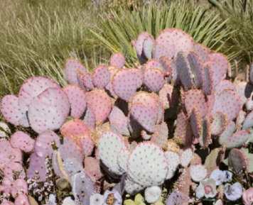 Opuntia Durazilla Purple Prickly Pear Cactus Pad Unrooted Cutting Live Segment