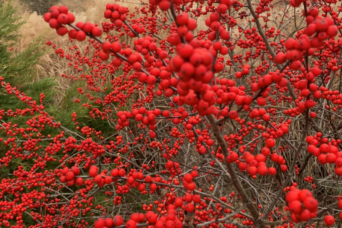 250mg Ilex Verticillata, Winterberry Holly, Deciduous Shrub Seeds, Hardy Berry Plant