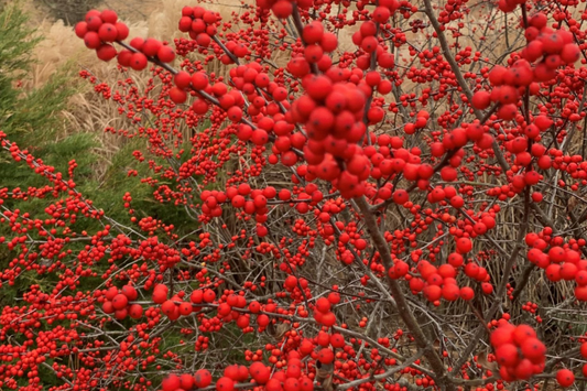 250mg Ilex Verticillata, Winterberry Holly, Deciduous Shrub Seeds, Hardy Berry Plant