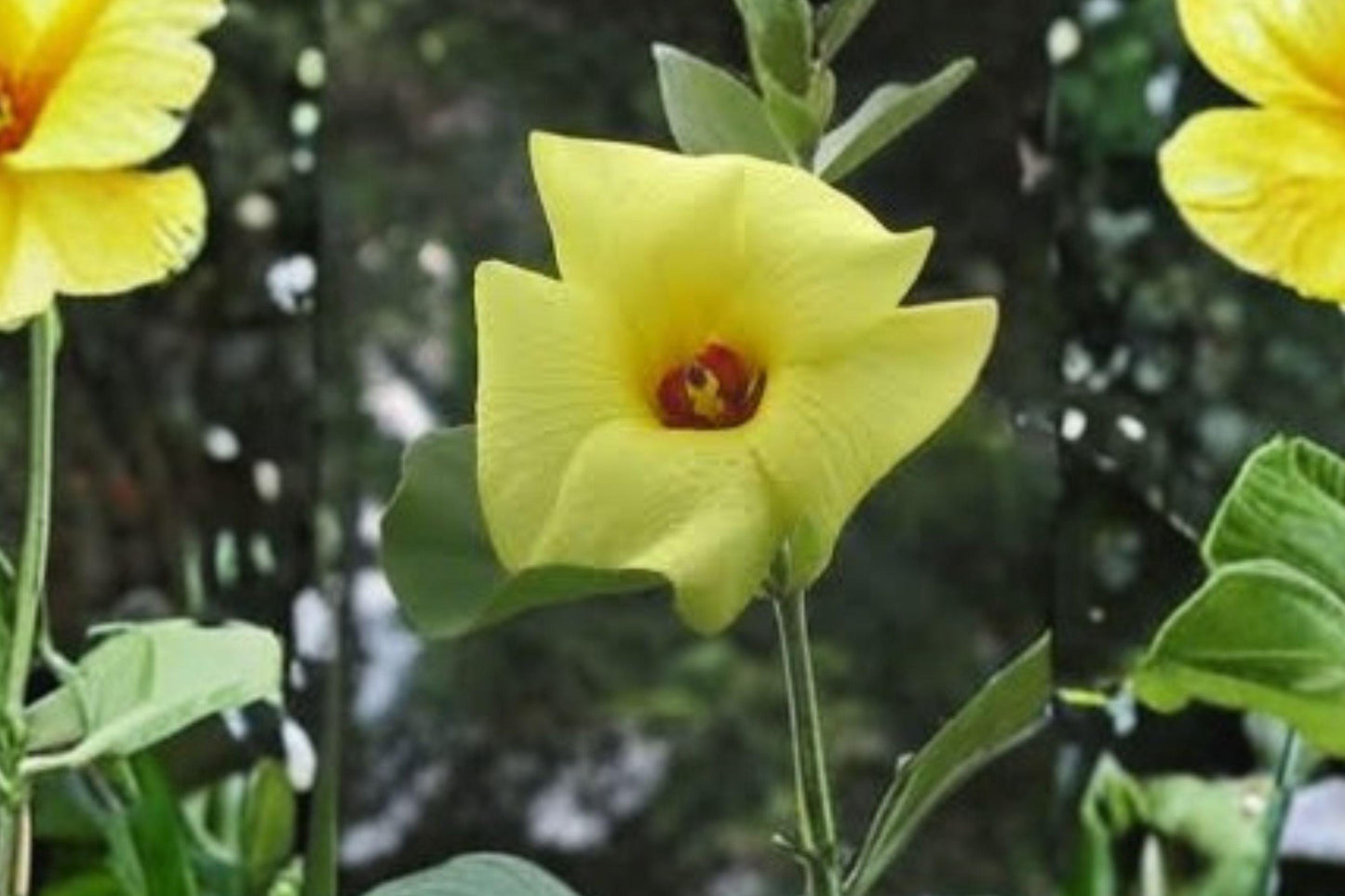 10 Hibiscus hamabo Seeds – Hardy Rose of Sharon – Rare Yellow Flower Shrub