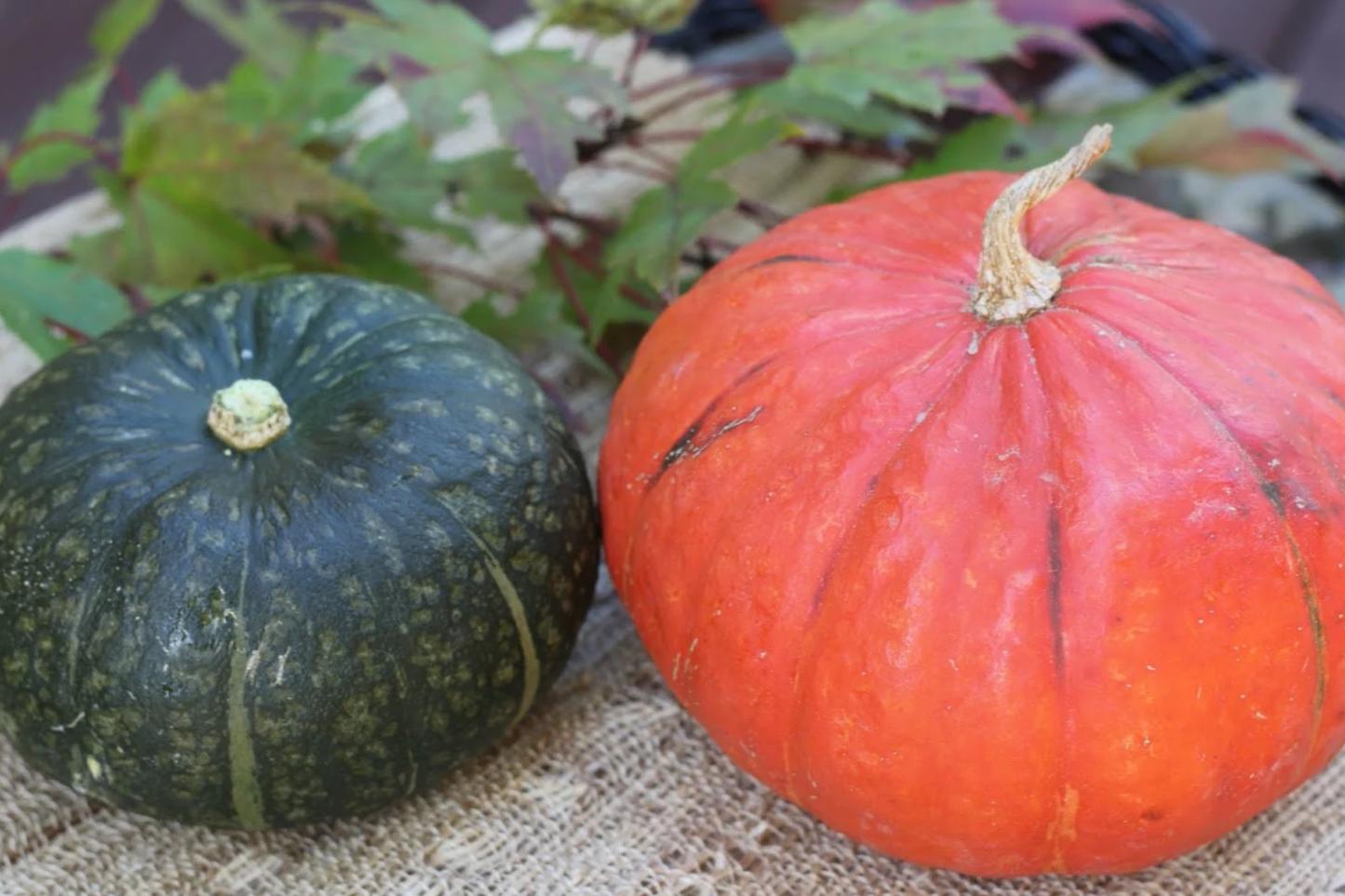 15pcs Kabocha Squash Seeds - Heirloom Japanese Pumpkin Variety - Sweet, Nutty Flavor - Easy to Grow for Home Gardens