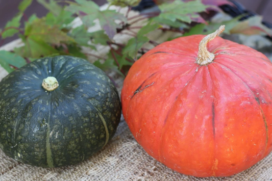 15pcs Kabocha Squash Seeds - Heirloom Japanese Pumpkin Variety - Sweet, Nutty Flavor - Easy to Grow for Home Gardens